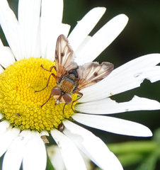 Ectophasia crassipennis