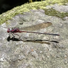 Argia funcki