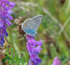 Polyommatus icarus