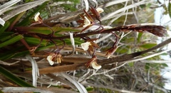 Eulophia bolusii