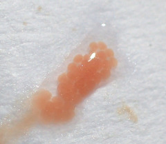 Nudipleura