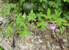 Geranium divaricatum