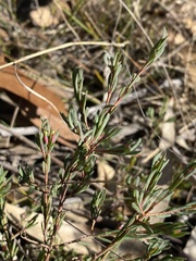 Darwinia biflora