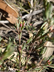 Darwinia biflora