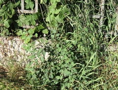 Cotoneaster multiflorus