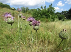 Centaurea scabiosa apiculata