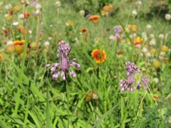 Allium carinatum pulchellum