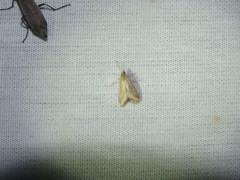 Microtheoris ophionalis