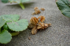 Glehnia littoralis leiocarpa