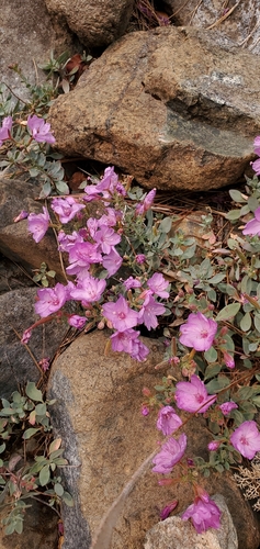 Image of Epilobium rigidum by (c) Asher Budnik, some rights reserved (CC BY)