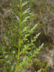 Asplenium adiantum-nigrum solidum