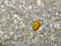 Tomapoderus ruficollis