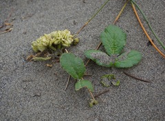 Glehnia littoralis leiocarpa