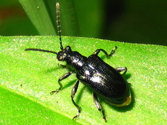 Lema concinnipennis