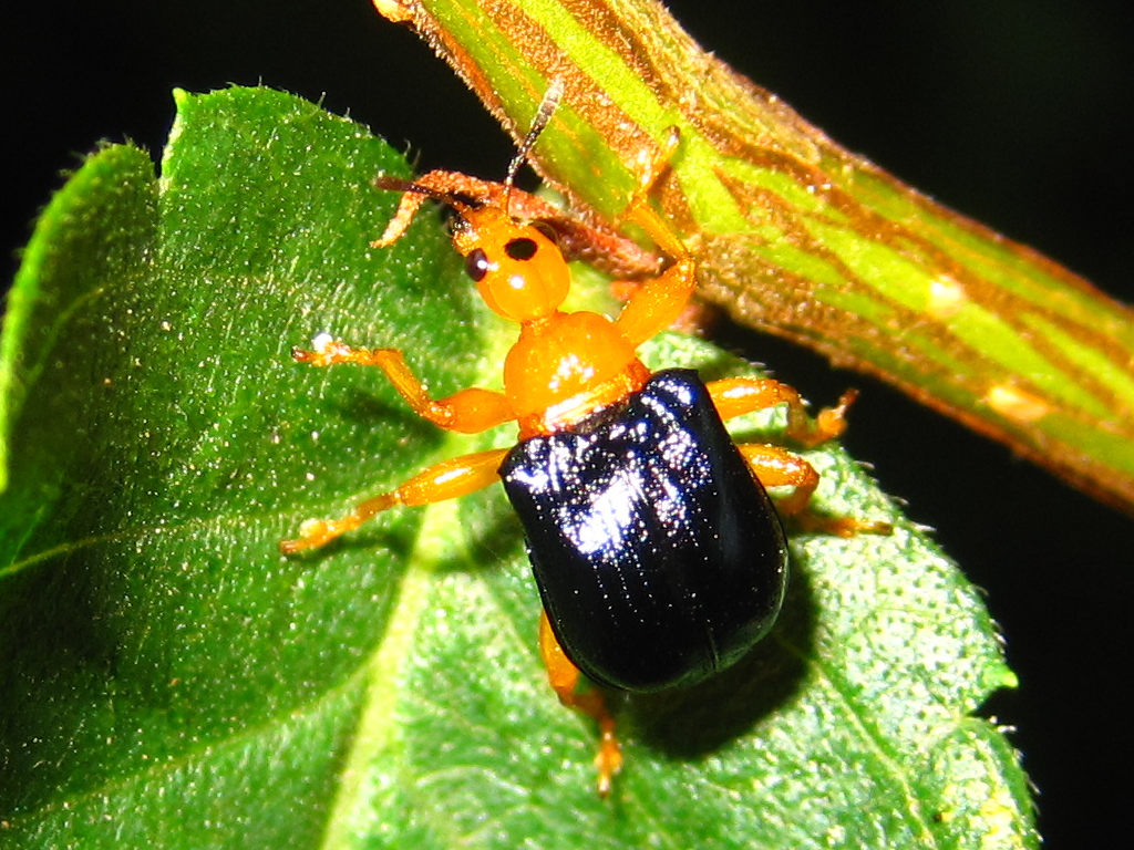 Tomapoderus ruficollis from 대한민국 충청남도 천안시 서북구 on July 28, 2012 by ...