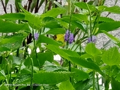 Eurema simulatrix tecmessa
