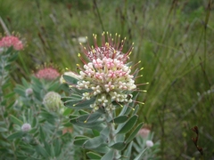 Leucospermum wittebergense