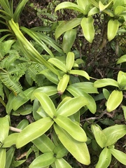 Kadua