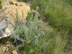 Leucospermum wittebergense