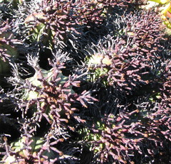 Euphorbia pillansii