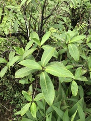 Kadua