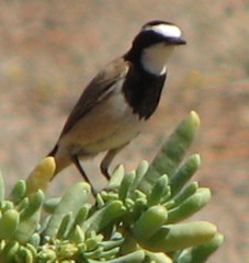 Oenanthe pileata pileata