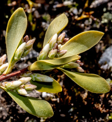 Styphelia mutica