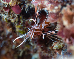 Pterois sphex