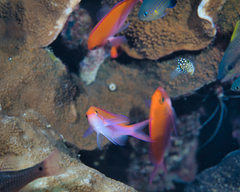 Nemanthias bicolor