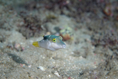 Canthigaster epilampra