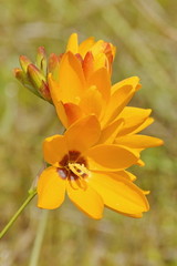 Ixia maculata