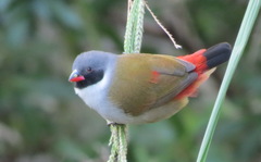 Coccopygia melanotis