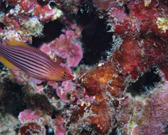 Pseudocheilinus octotaenia