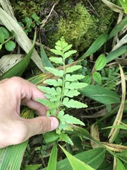 Asplenium lobulatum