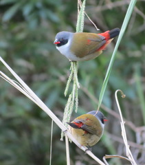 Coccopygia melanotis