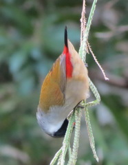 Coccopygia melanotis