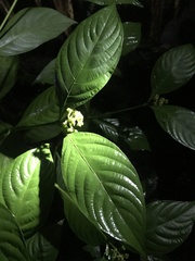 Palicourea gracilenta