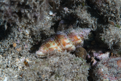 Mitra stictica