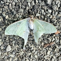 Actias aliena aliena