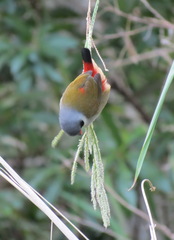 Coccopygia melanotis