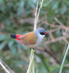 Coccopygia melanotis