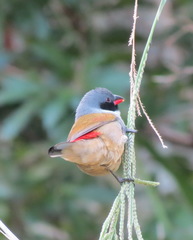 Coccopygia melanotis