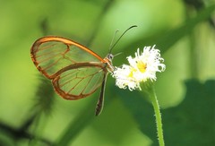 Pteronymia rufocincta