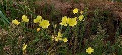 Oenothera oehlkersi