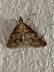 Metasia ophialis