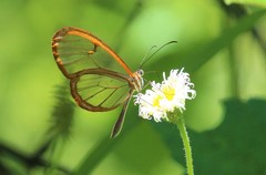 Pteronymia rufocincta