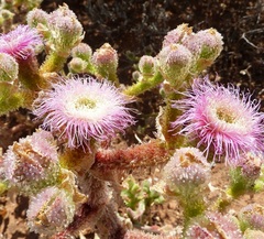 Mesembryanthemum pellitum