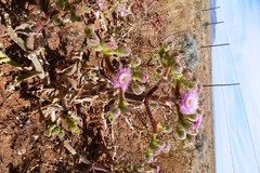 Mesembryanthemum pellitum