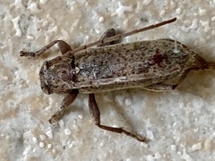 Trichoferus