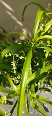 Melicope denhamii